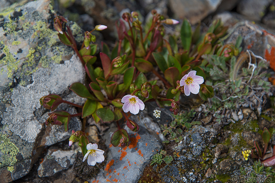 Image of Claytonia joanneana specimen.