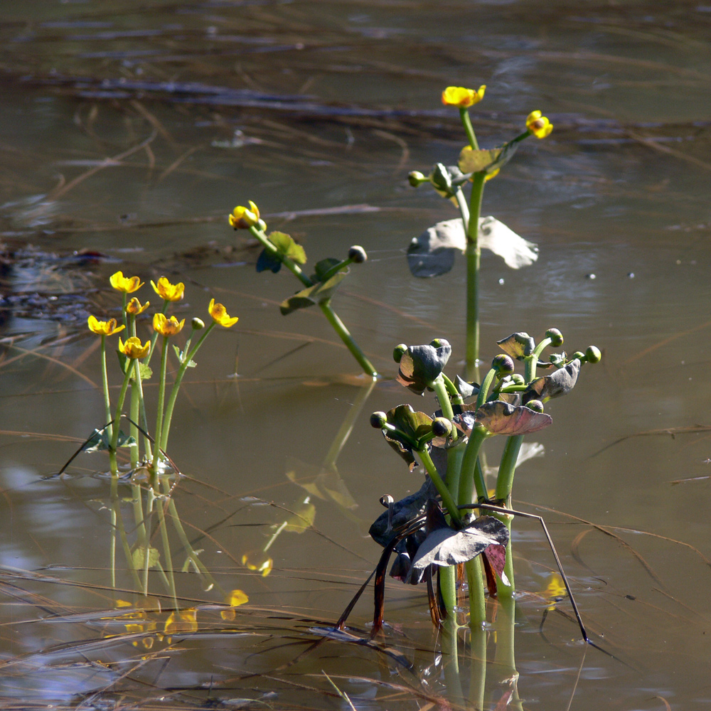 Image of Caltha palustris specimen.