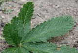 Potentilla verna. Часть листа. Германия, г. Krefeld, Ботанический сад. 11.08.2013.