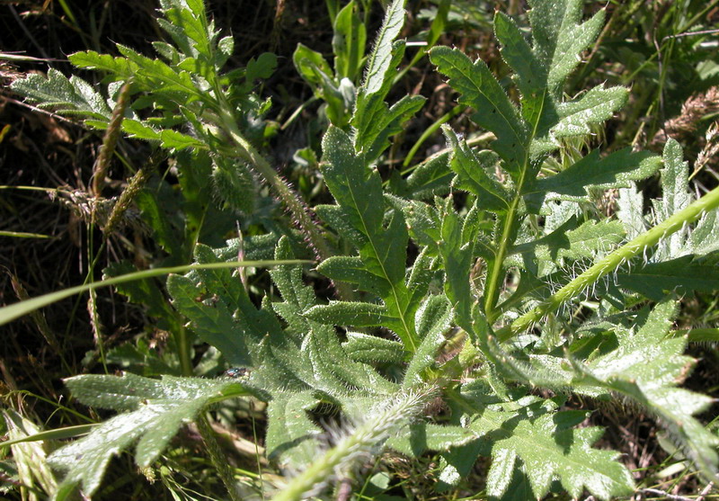 Image of Papaver rhoeas specimen.