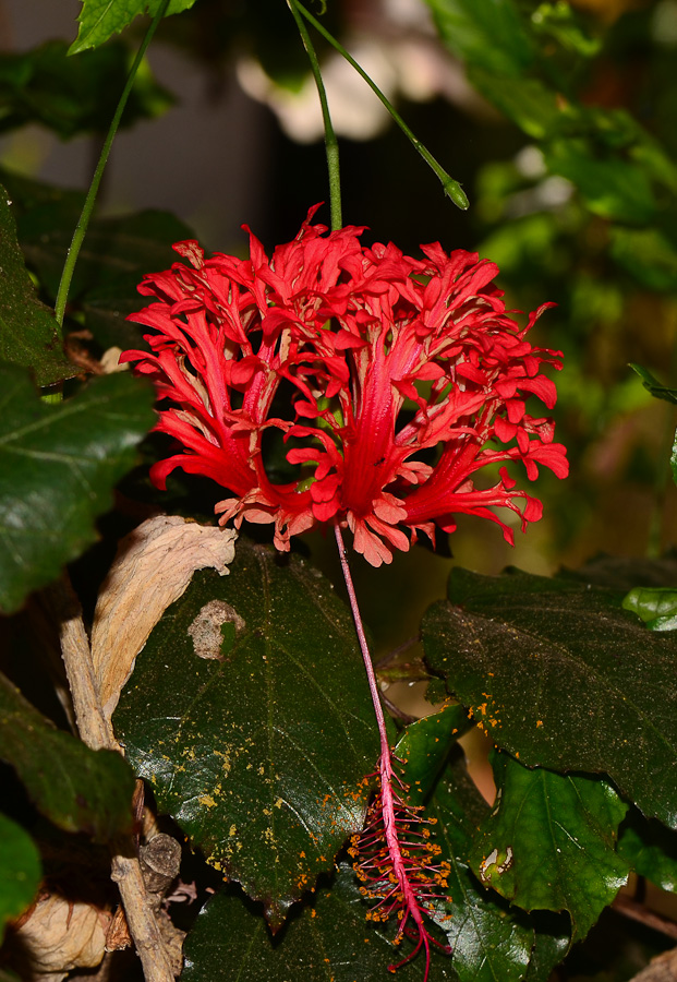 Image of Hibiscus schizopetalus specimen.