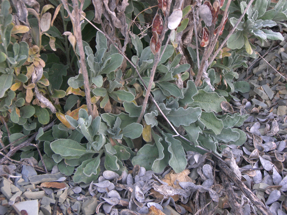 Image of Fibigia eriocarpa specimen.