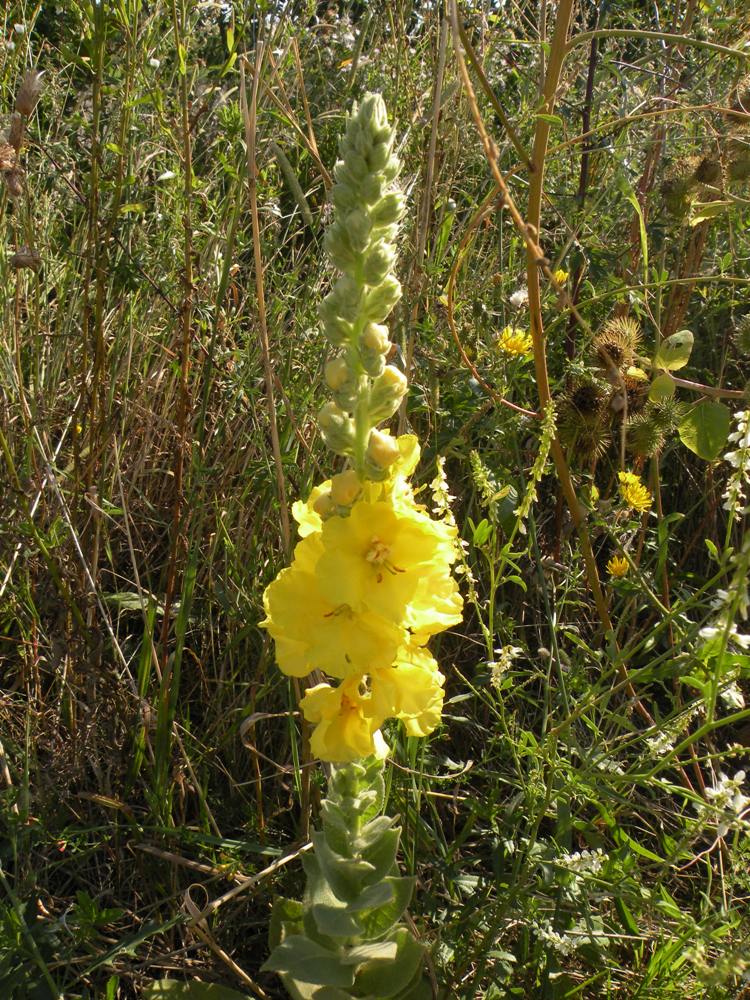 Изображение особи Verbascum phlomoides.