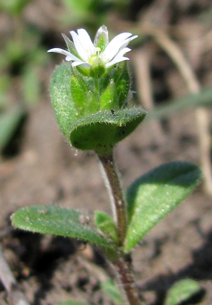 Image of Cerastium semidecandrum specimen.