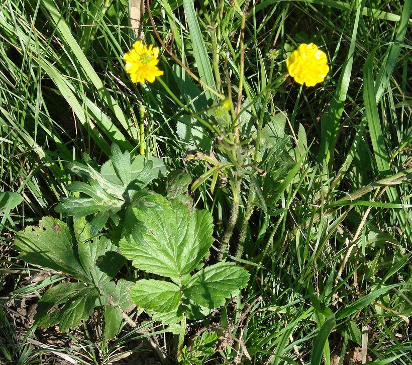 Изображение особи род Ranunculus.