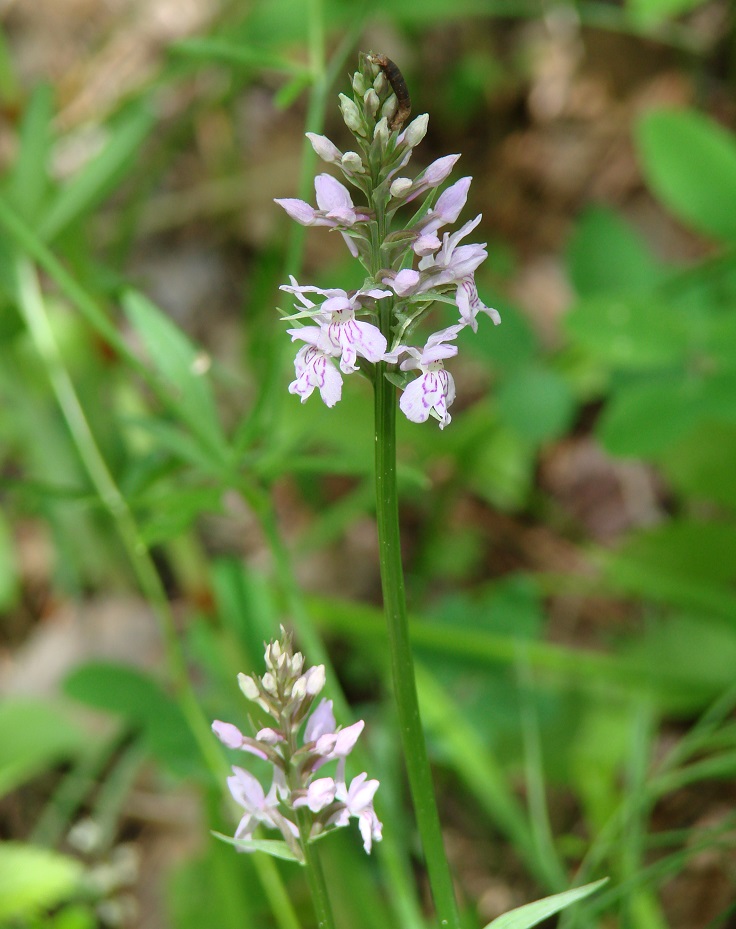 Image of Dactylorhiza fuchsii specimen.