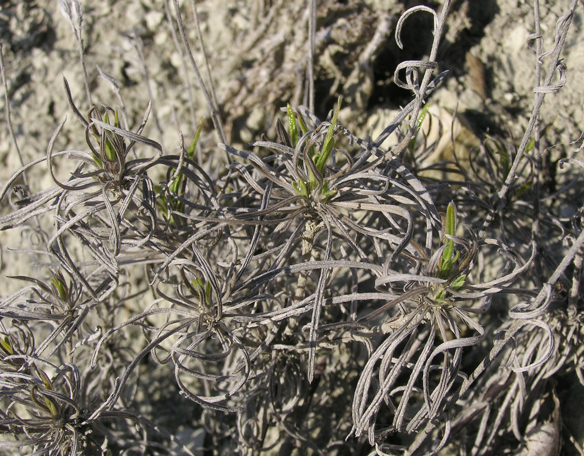 Изображение особи Onosma volgensis.