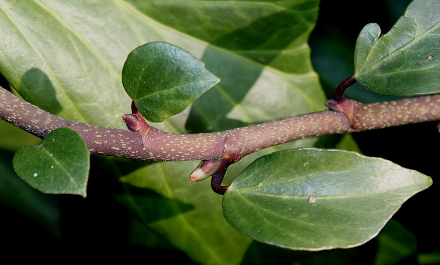 Image of Hedera colchica specimen.