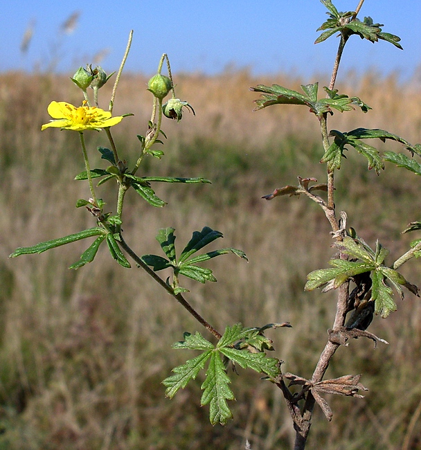 Изображение особи Potentilla argentea.