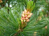 Pinus pumila