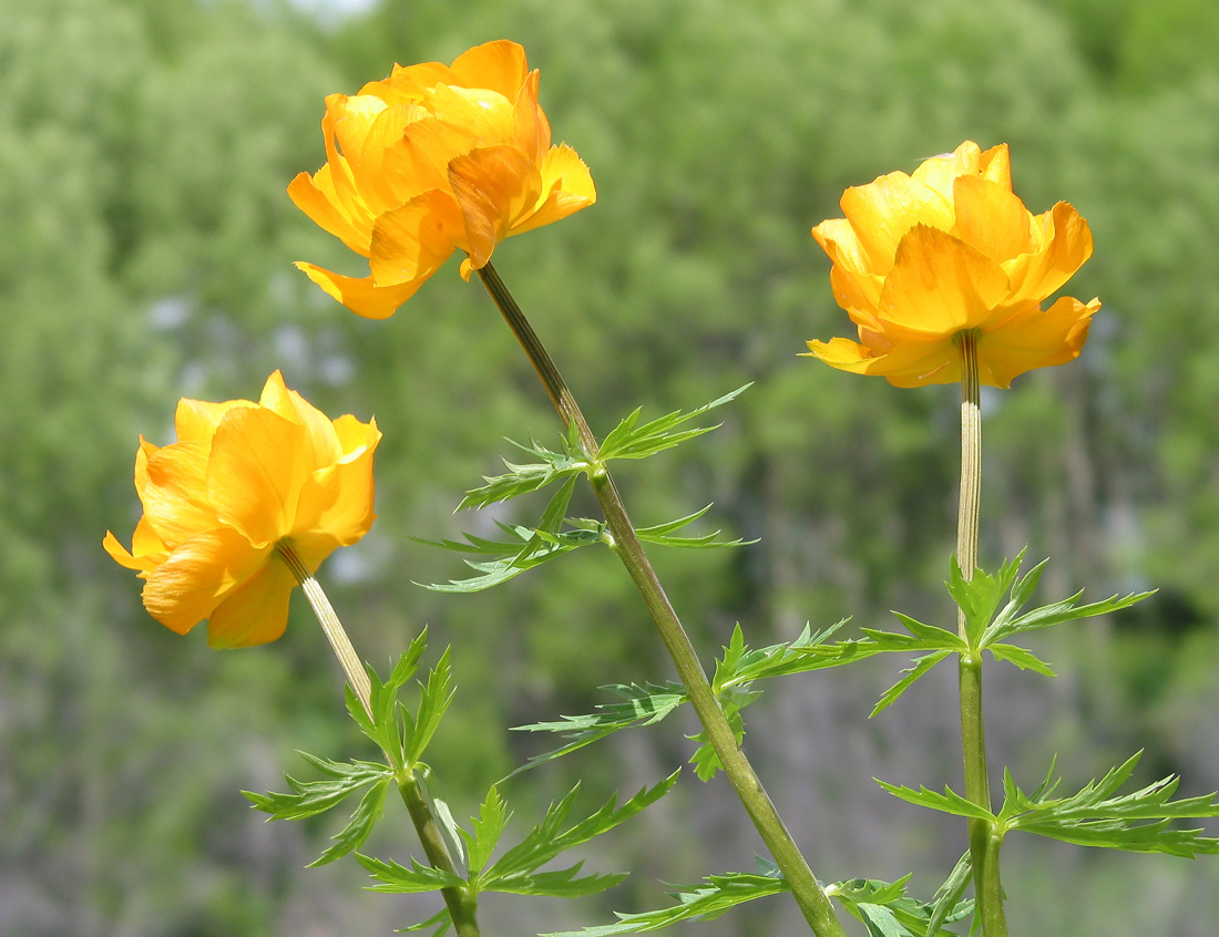 Изображение особи Trollius altaicus.