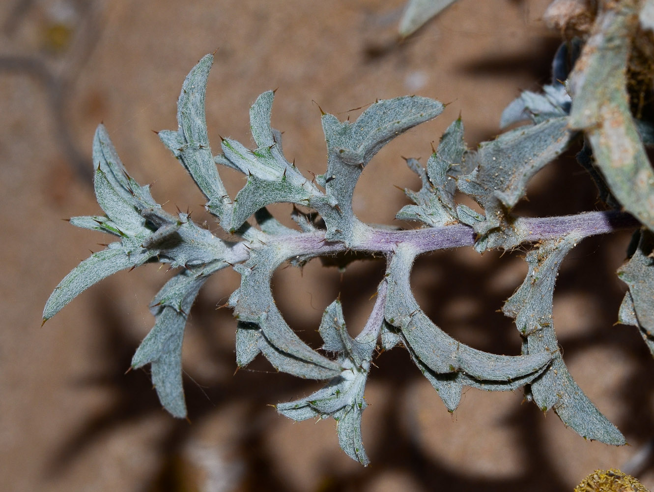 Image of Atractylis carduus specimen.