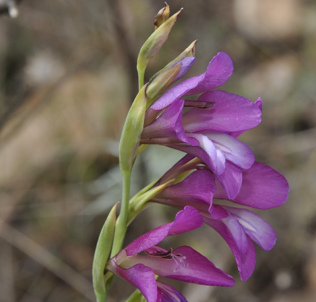 Изображение особи Gladiolus illyricus.