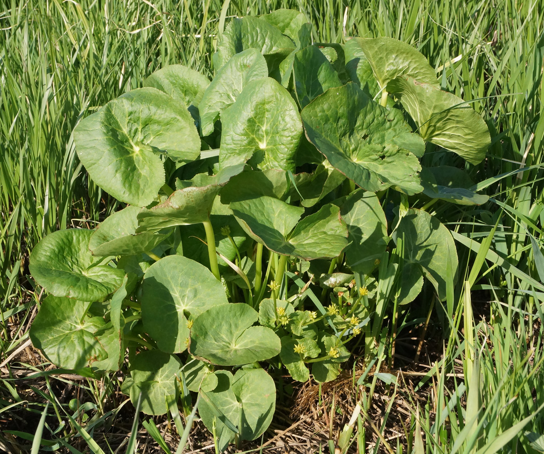 Image of Caltha palustris specimen.