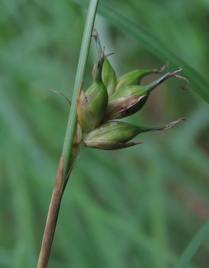 Image of Carex michelii specimen.