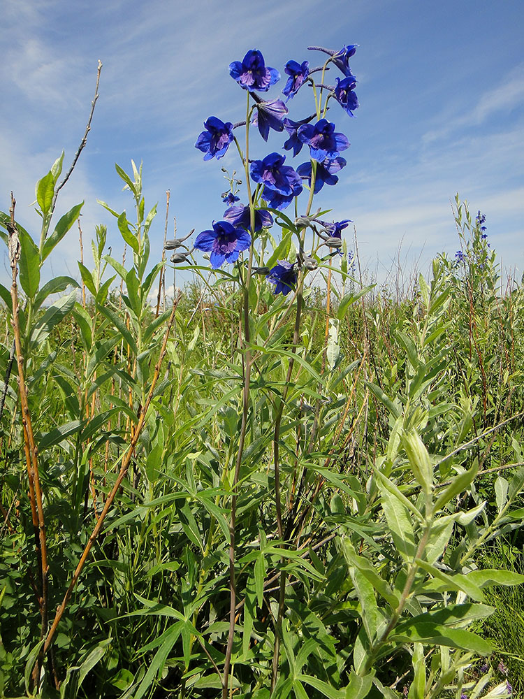 Image of Delphinium cheilanthum specimen.