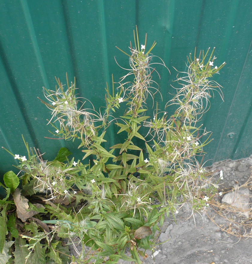 Image of Epilobium pseudorubescens specimen.