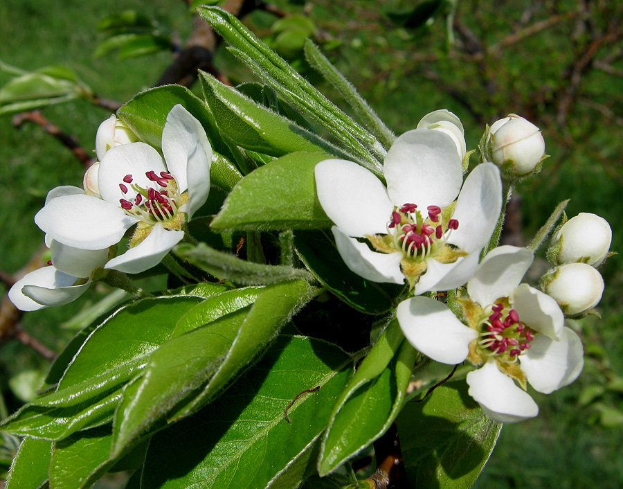 Image of Pyrus caucasica specimen.