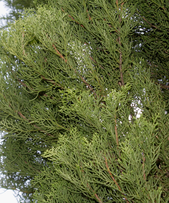 Image of Cupressus torulosa specimen.