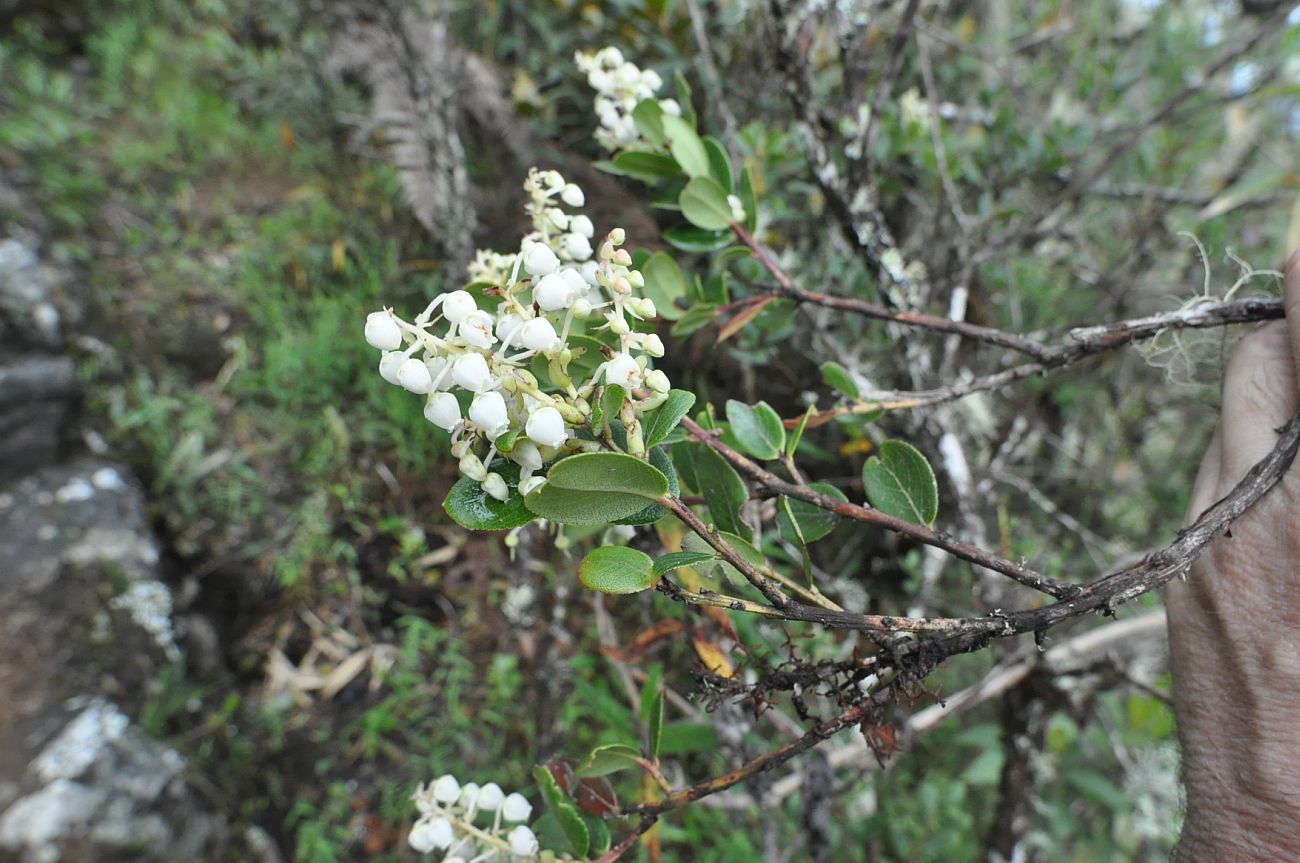 Image of Agarista albiflora specimen.