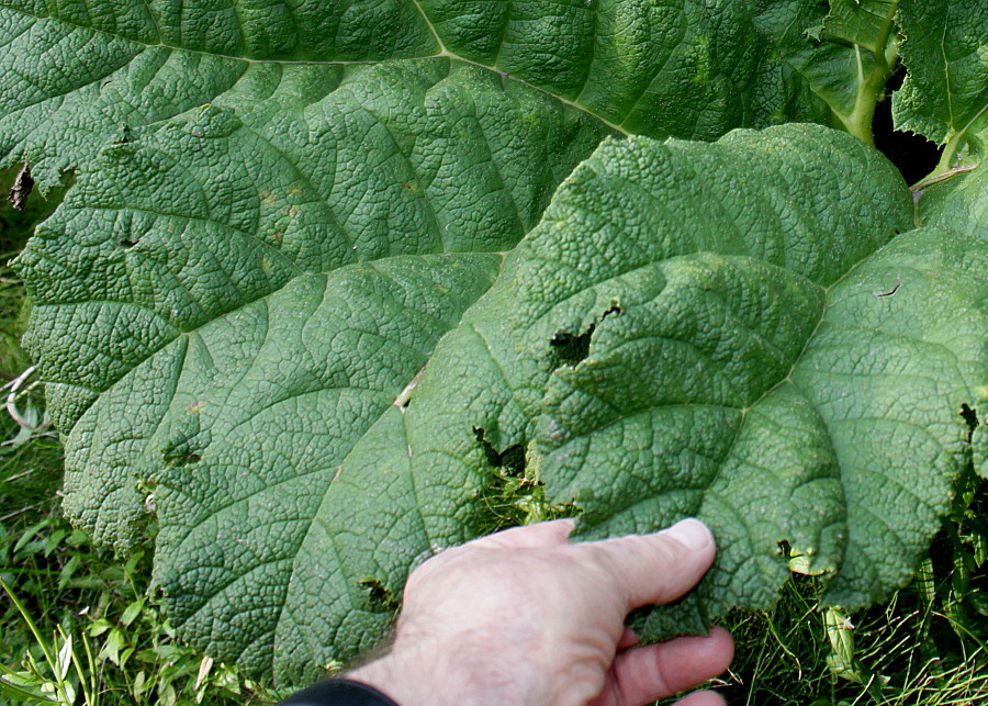 Изображение особи Gunnera tinctoria.