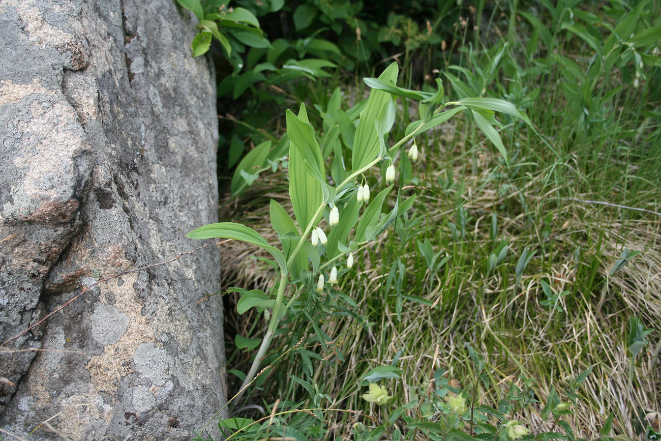 Изображение особи Polygonatum odoratum.