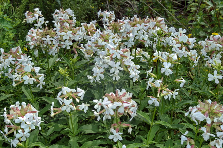 Изображение особи Saponaria officinalis.