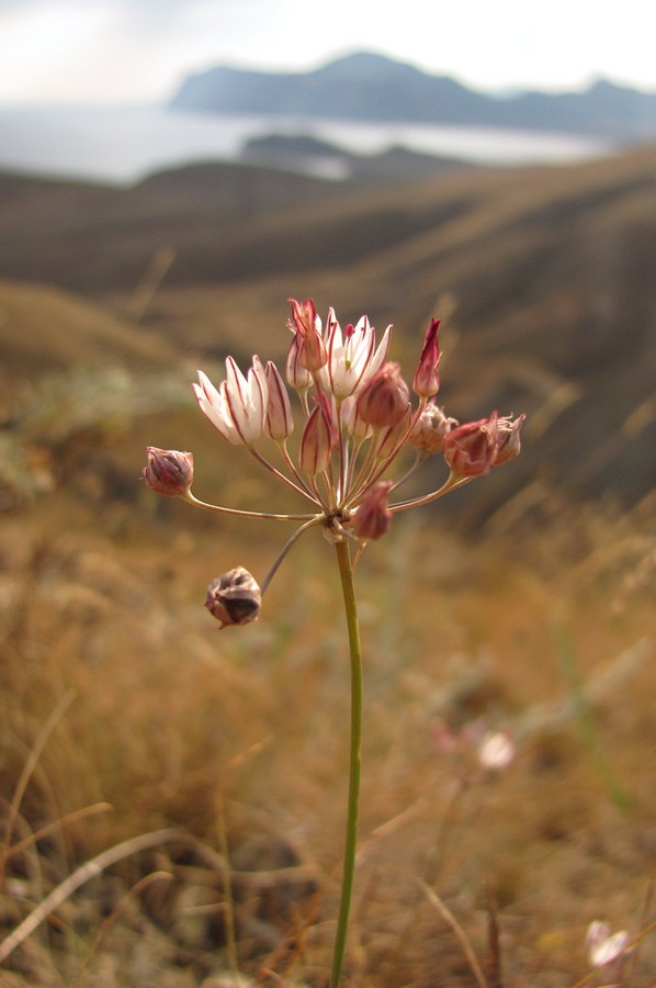 Изображение особи Allium moschatum.