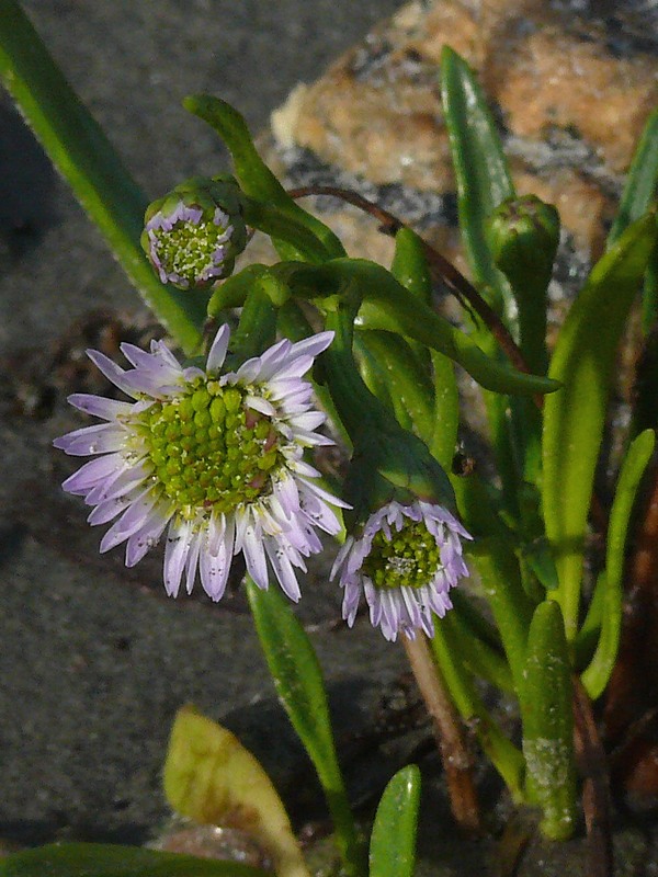 Image of Tripolium pannonicum ssp. tripolium specimen.