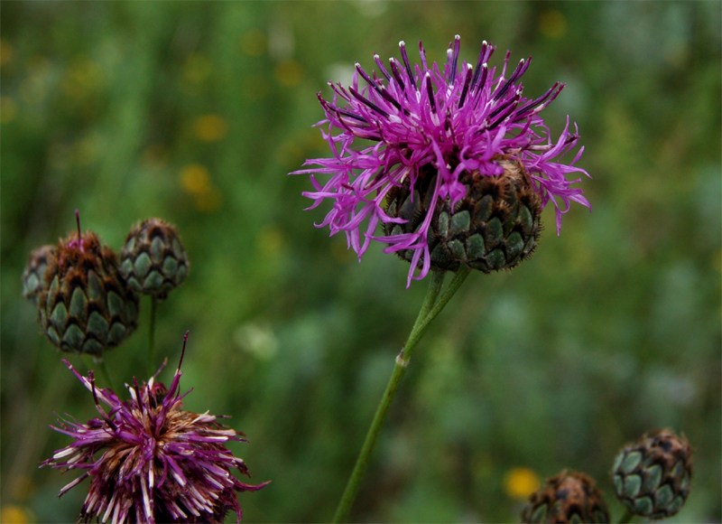 Image of Centaurea scabiosa specimen.