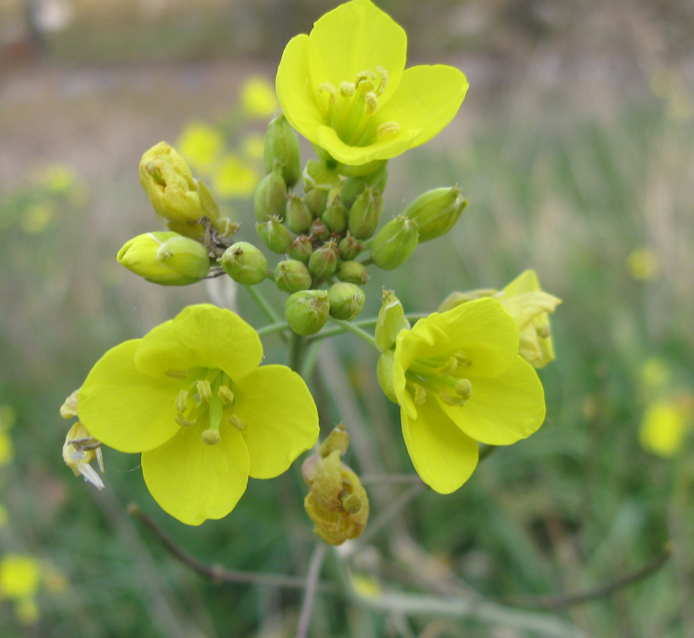 Image of Diplotaxis tenuifolia specimen.