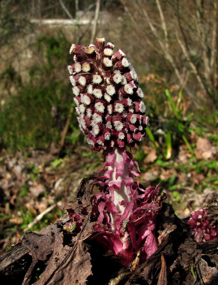 Image of Petasites hybridus specimen.