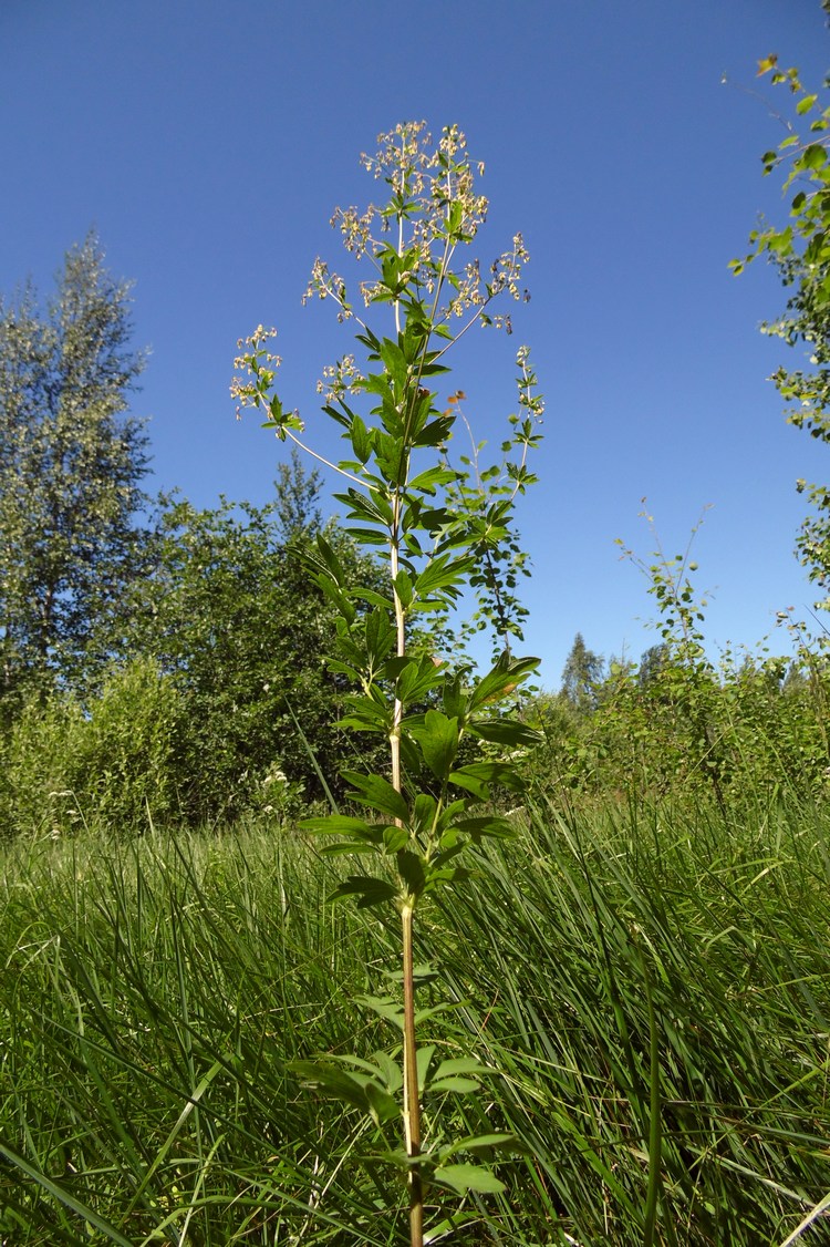 Image of Thalictrum simplex specimen.