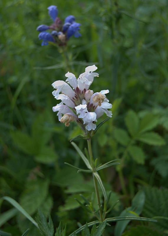 Изображение особи Dracocephalum ruyschiana.