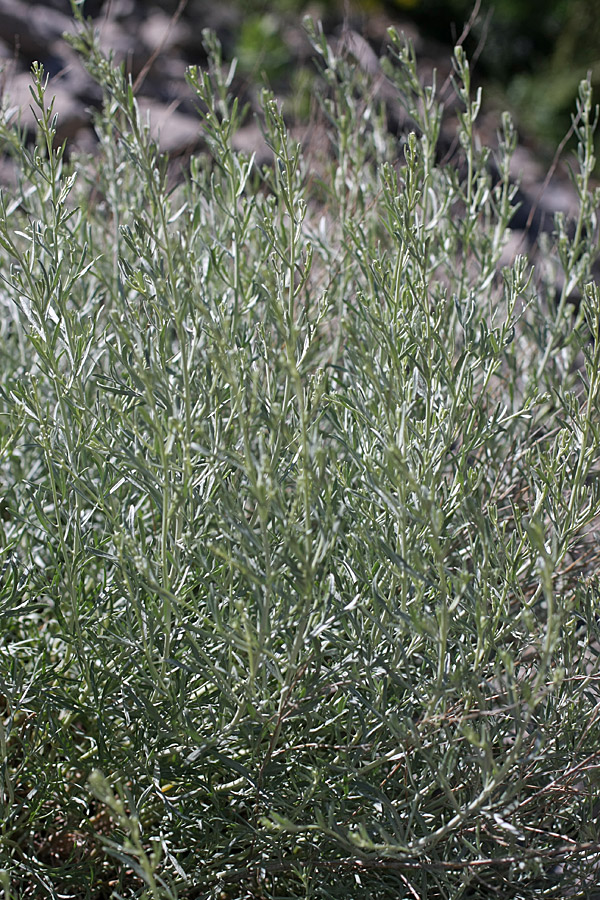 Image of Artemisia juncea specimen.