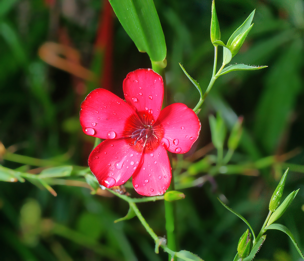 Изображение особи Linum grandiflorum.