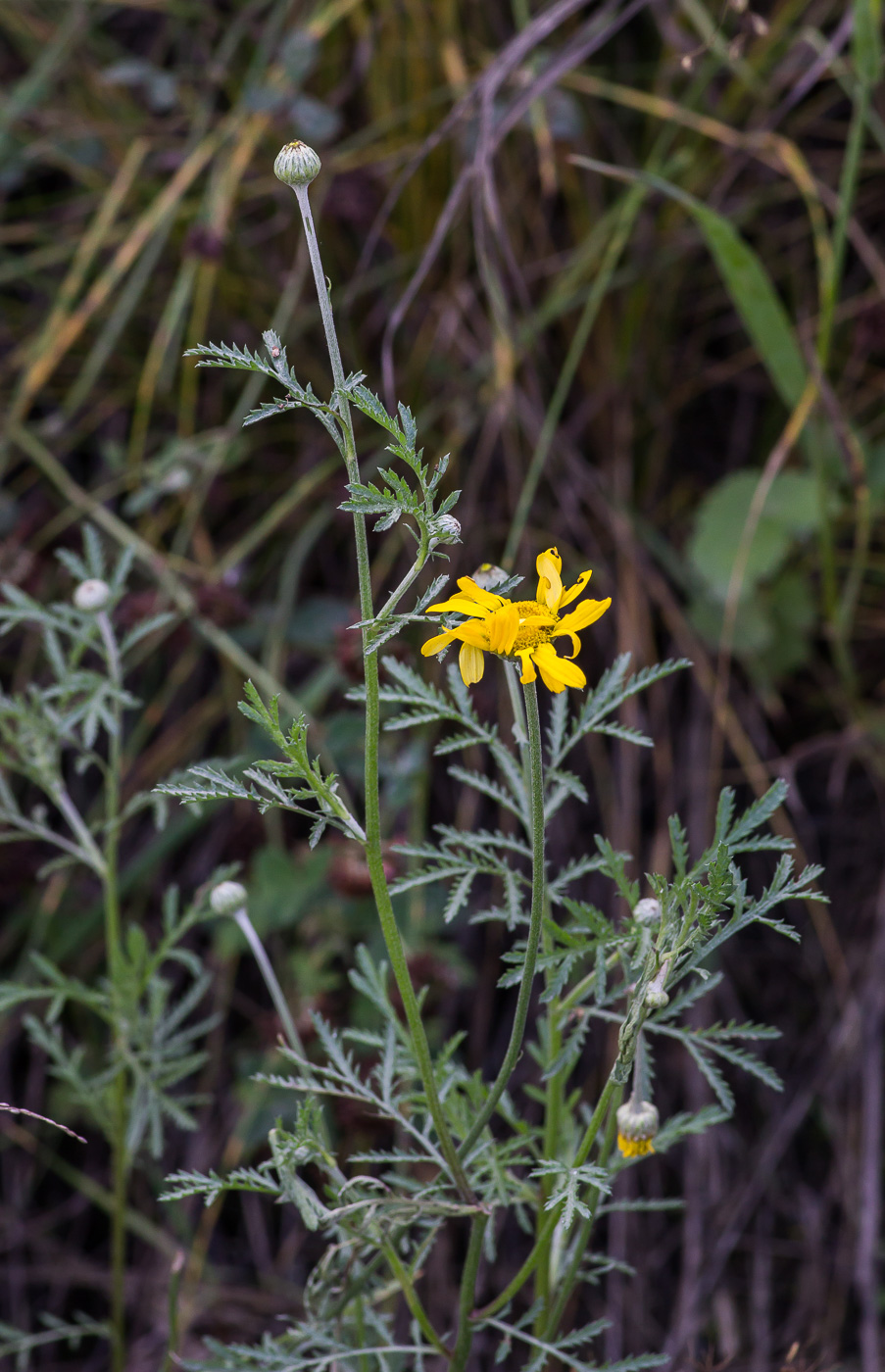 Image of Anthemis tinctoria specimen.