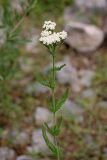 Achillea millefolium. Верхушка цветущего растения. Южный Казахстан, горы Алатау (Даубаба), Восточное ущелье. 17.06.2014.