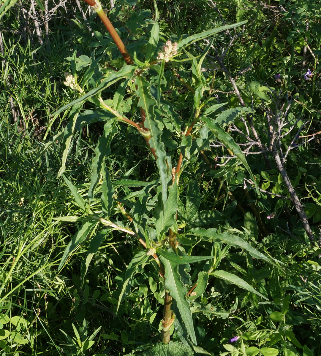 Изображение особи Aconogonon alpinum.