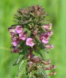 Pedicularis karoi. Верхушка цветущего растения. Иркутская обл., Иркутский р-н, окр. пос. Боково. 19.06.2014.