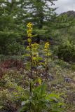 Solidago virgaurea. Цветущее растение. Свердловская обл., Карпинский городской округ, гора Серебрянский Камень, зона горной тундры, выс. 900 м н.у.м. 18.07.2015.