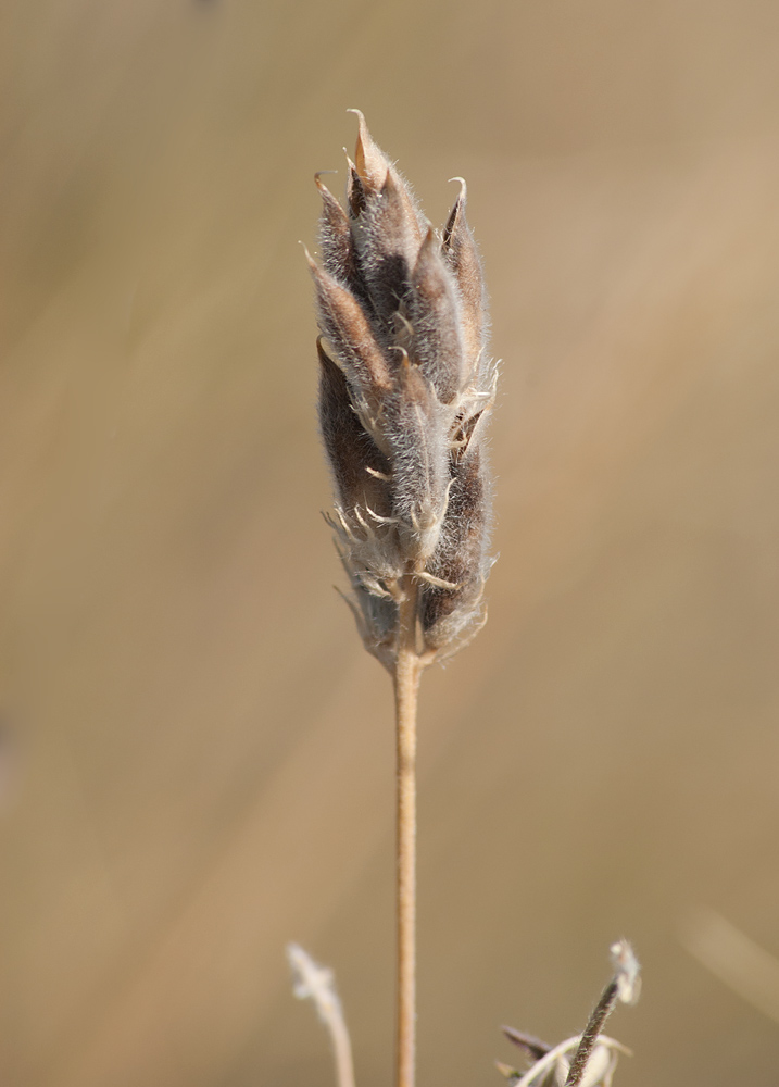 Изображение особи Oxytropis pilosa.