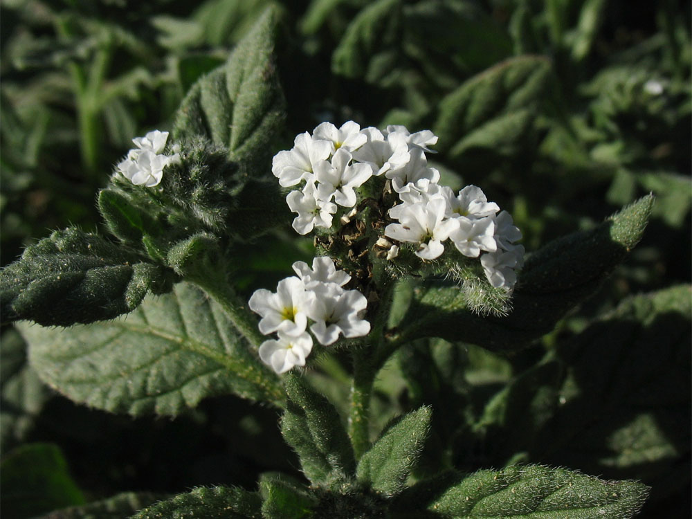 Изображение особи Heliotropium erosum.