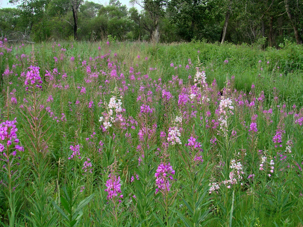 Image of Chamaenerion angustifolium specimen.