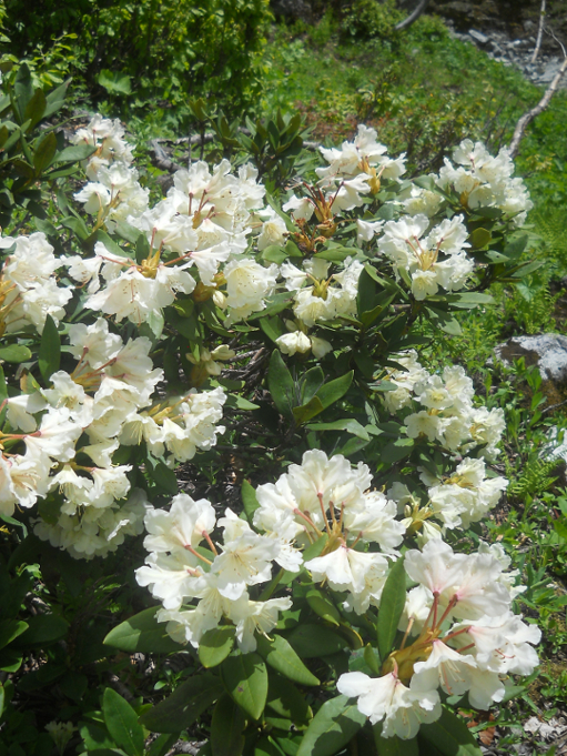 Изображение особи Rhododendron caucasicum.