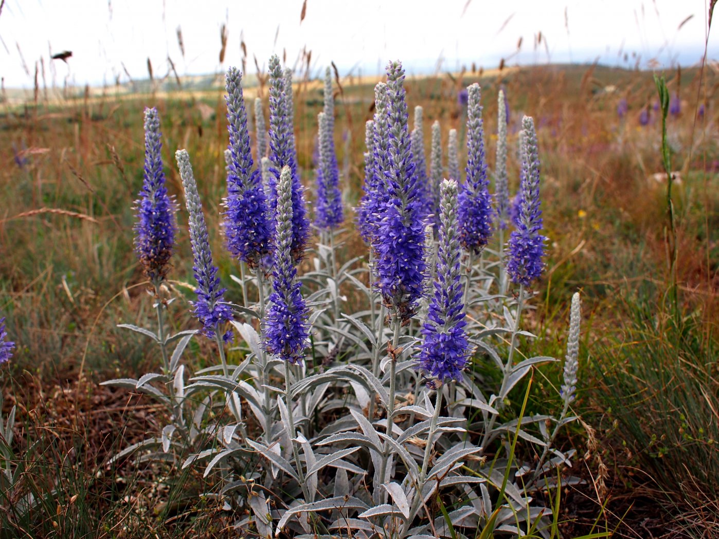 Image of Veronica hololeuca specimen.