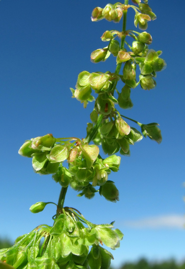 Image of Rumex longifolius specimen.