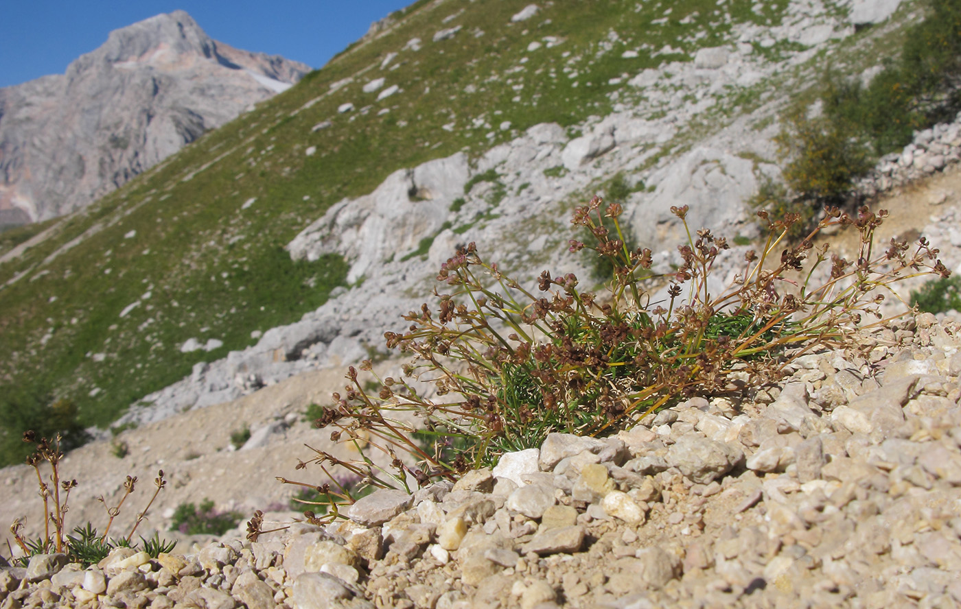 Image of Asperula supina specimen.