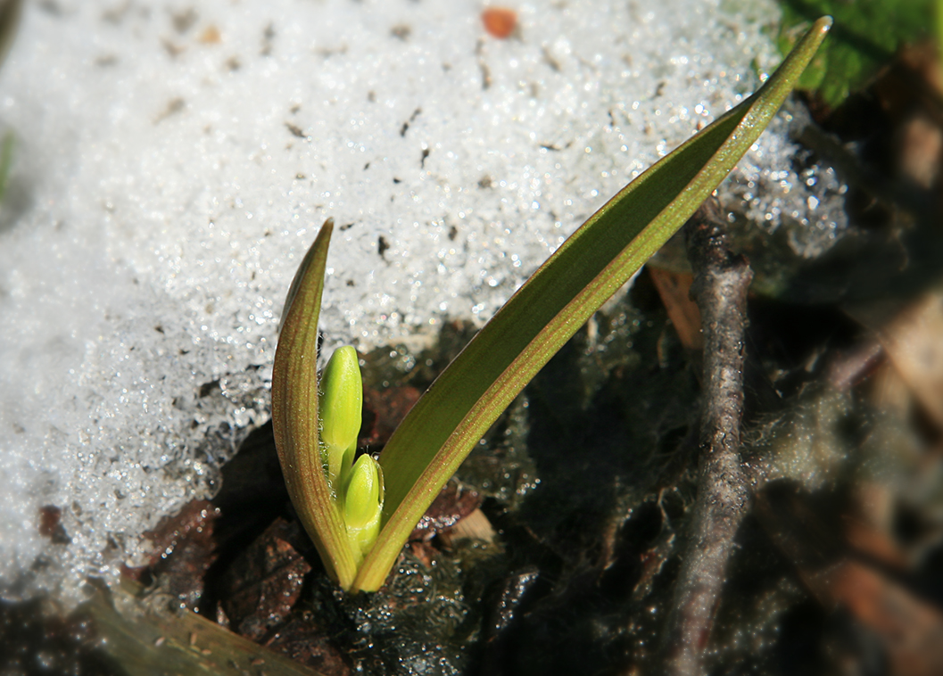 Изображение особи Gagea lutea.