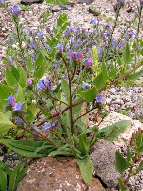 Изображение особи Echium bonnetii.